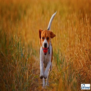 sleeping-dogs-dog-animal-animals-beagles-hd-126280.wm