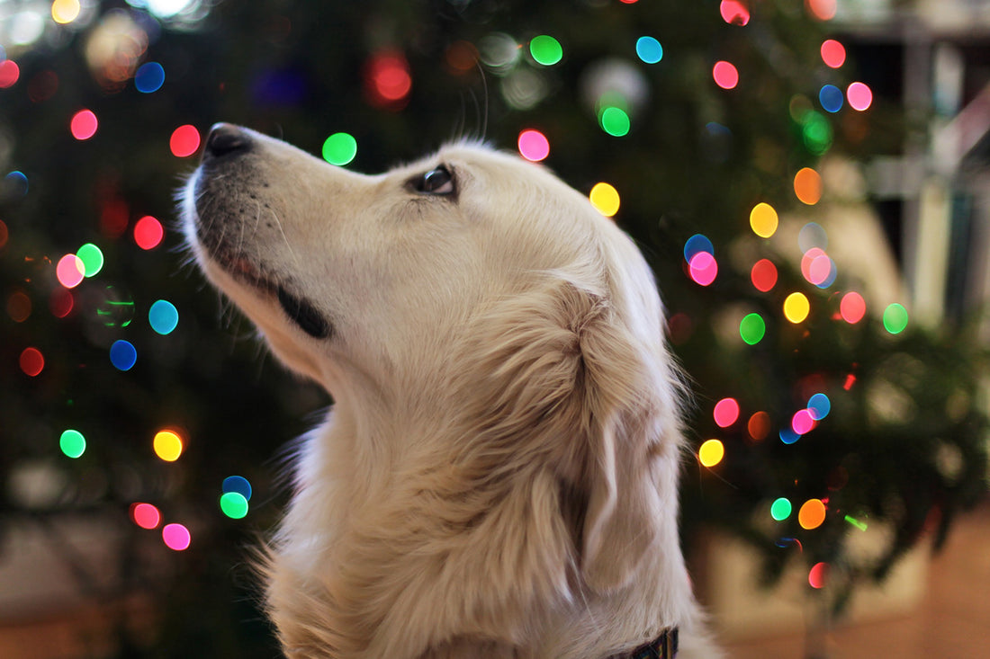Julegaven til din hund