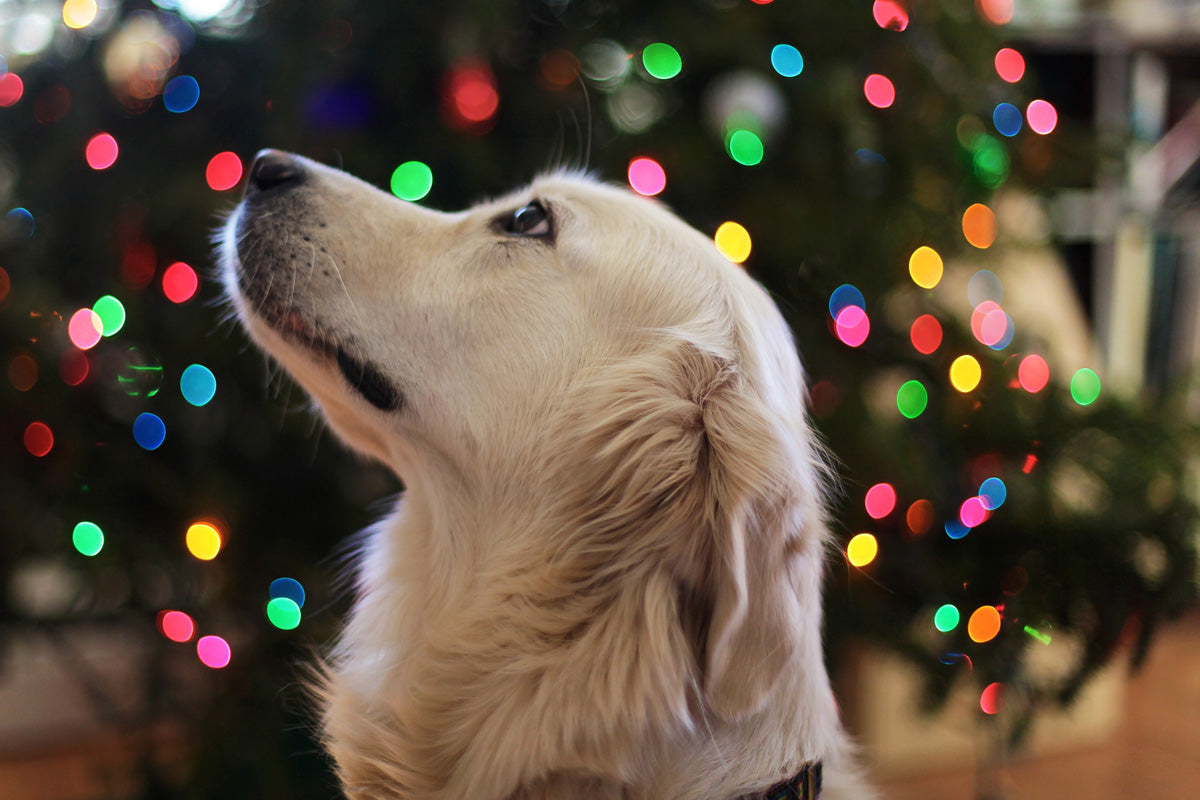 Julegaven til din hund