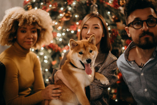 Bliv klar til jul med din hund