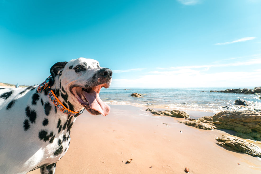5 sjove aktiviteter du kan lave med din hund