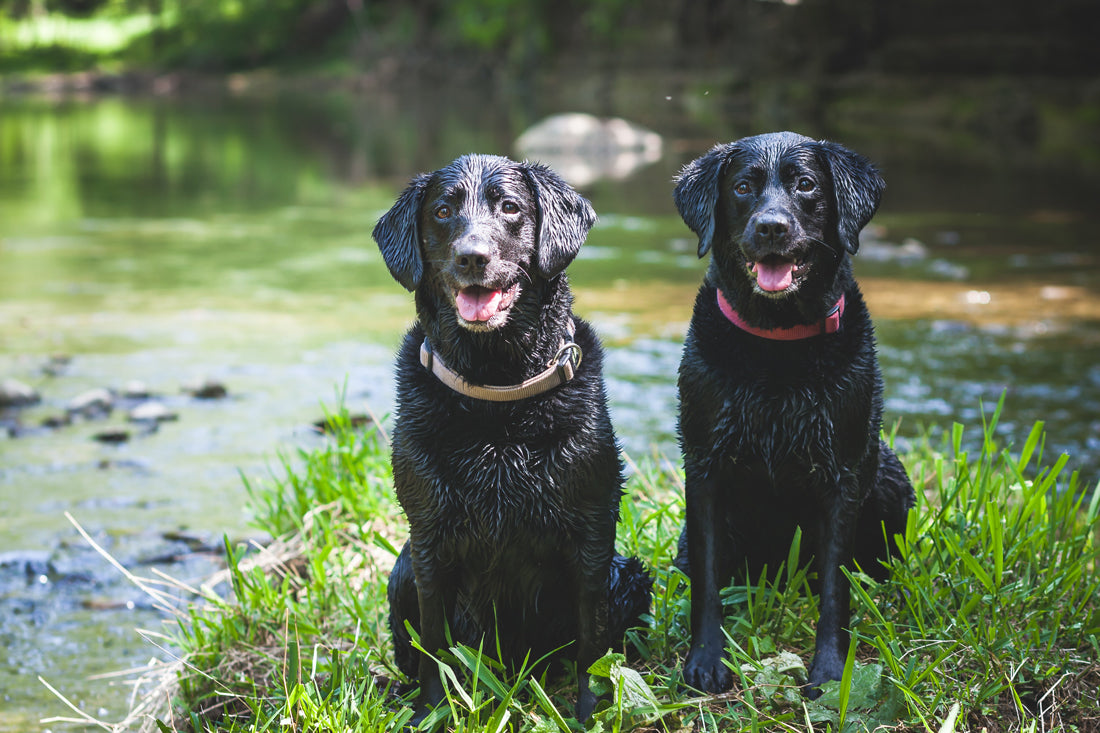 Jagpakken til din hund