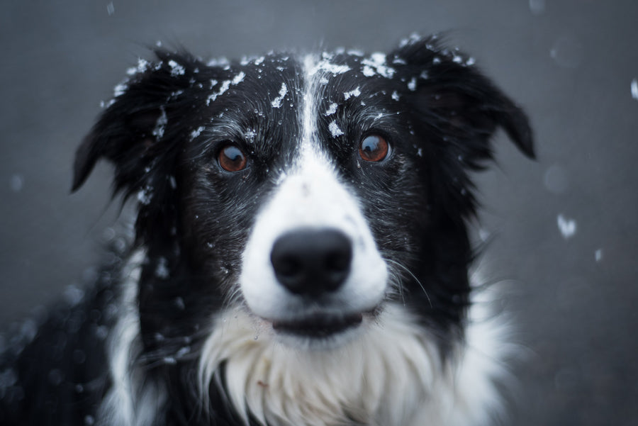 Dette kan skade din hund om vinteren