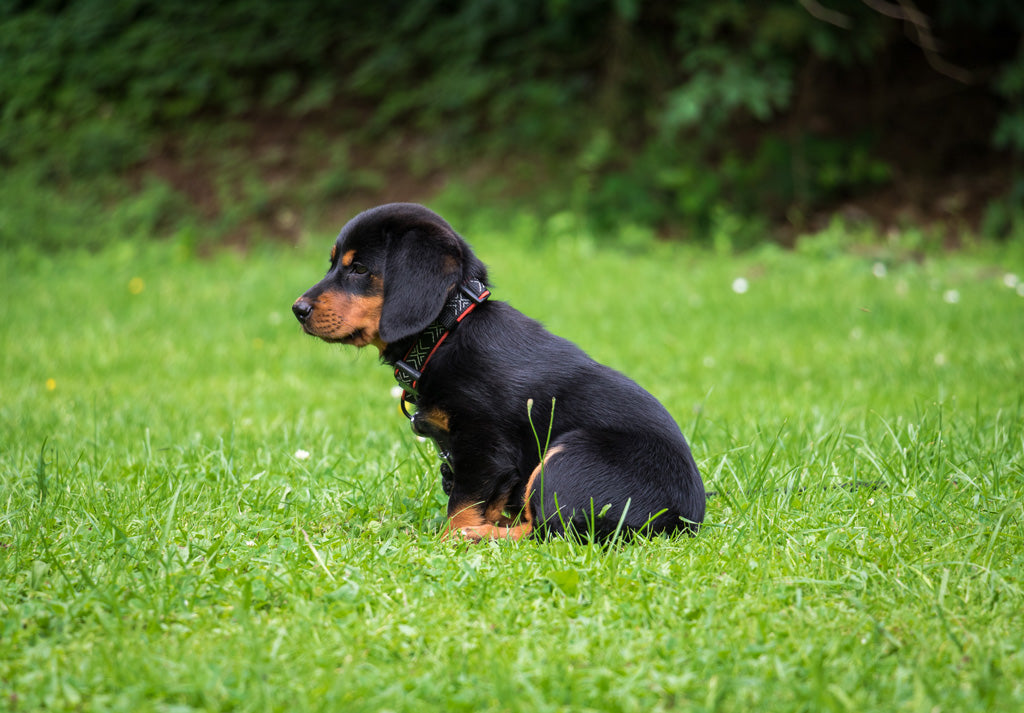 Sådan får du en god start med hundehvalpen