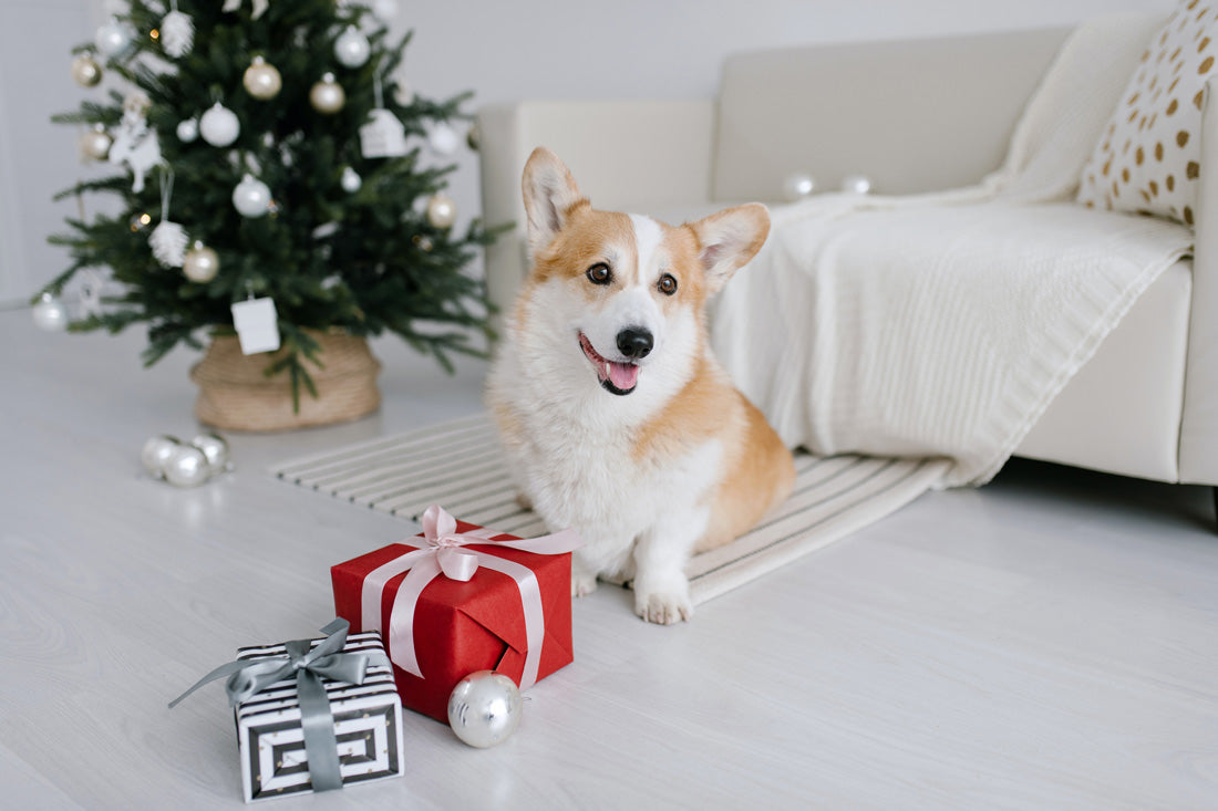Den perfekte julegave til din hund