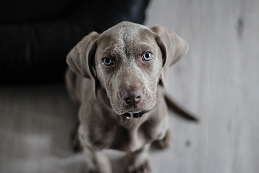 Sådan får du din hund aktiveret efter corona