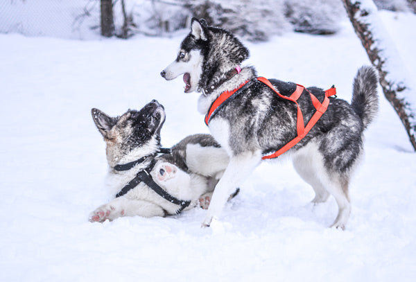 Sådan hjælper du din hund om vinteren