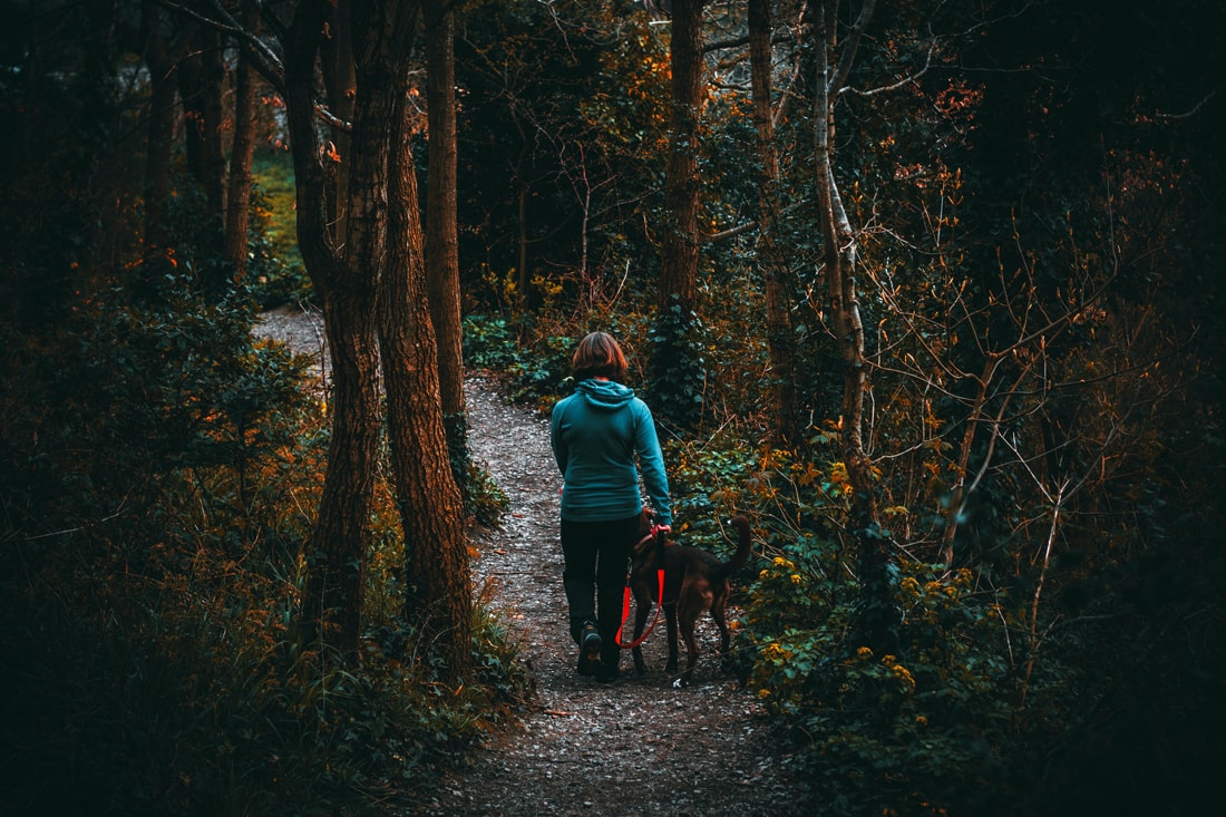 En sikker gå-tur med hunden i mørke