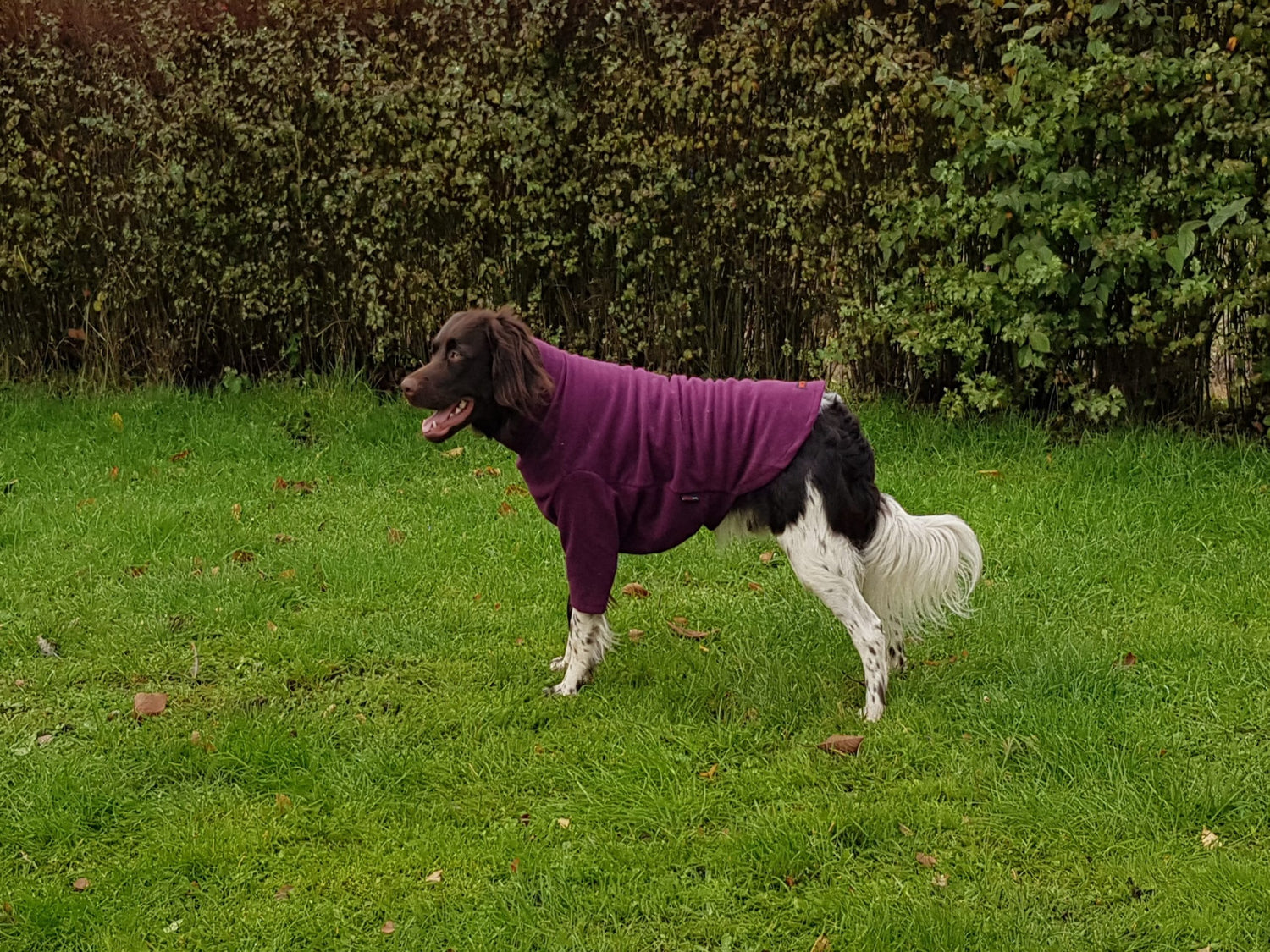 Dog Jumper HotterDog