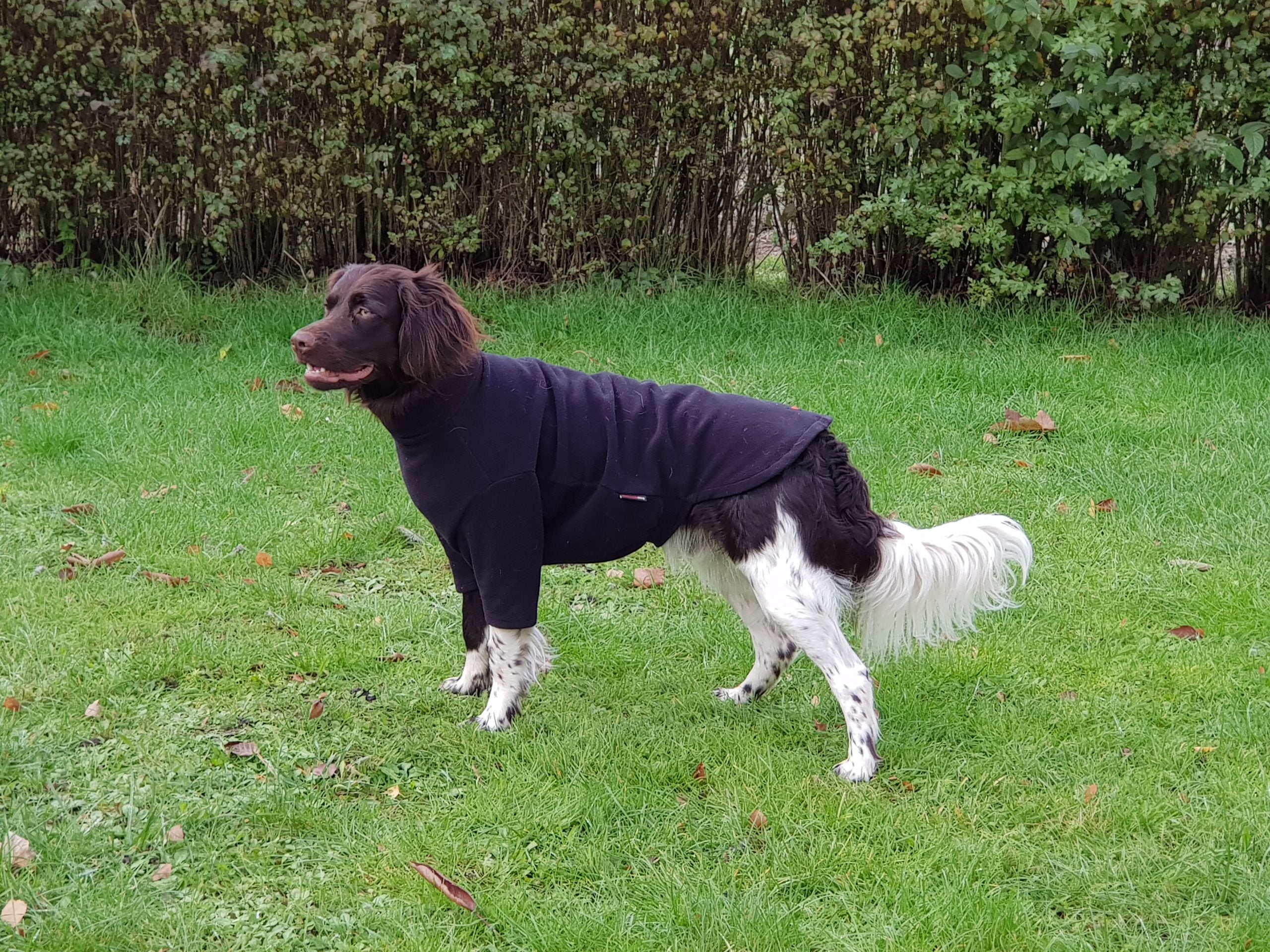 Dog Jumper HotterDog